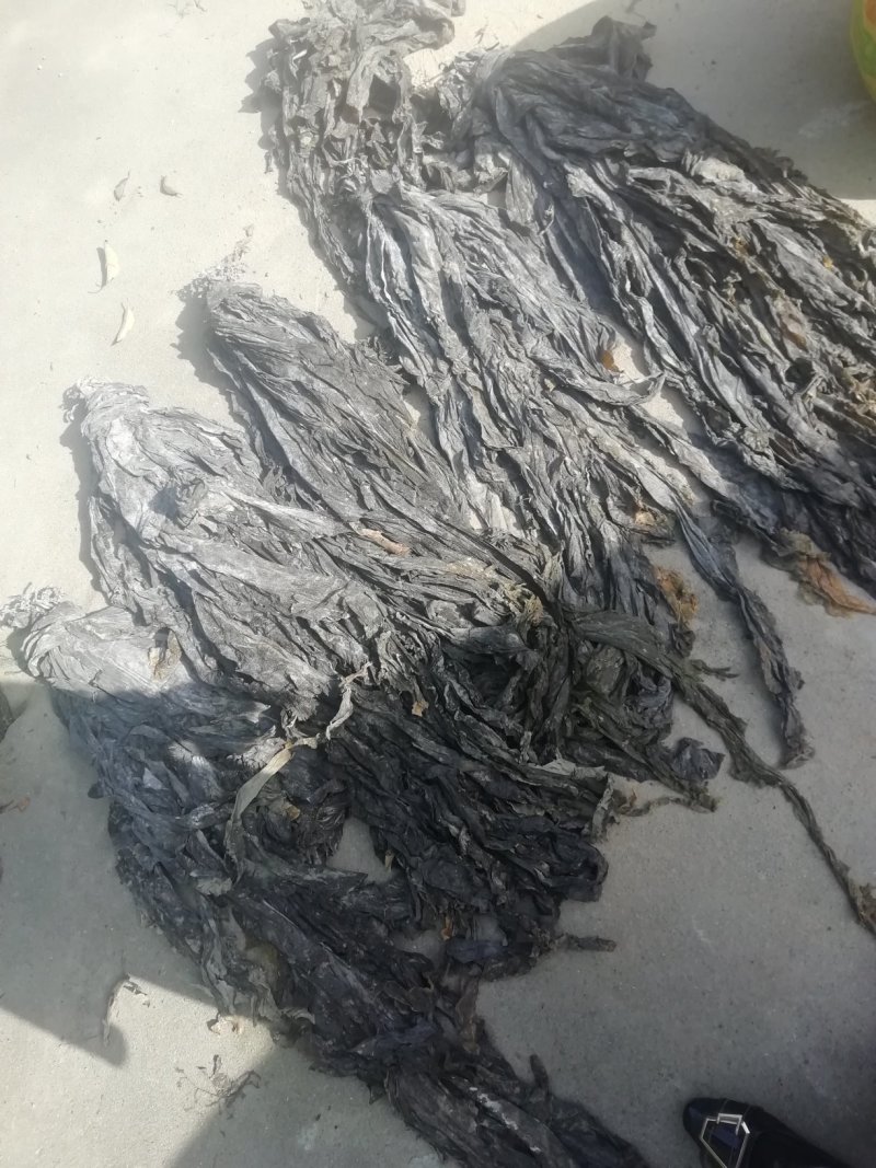 19年货自家自产自销海带/找大量批发/加工厂直接联系本人