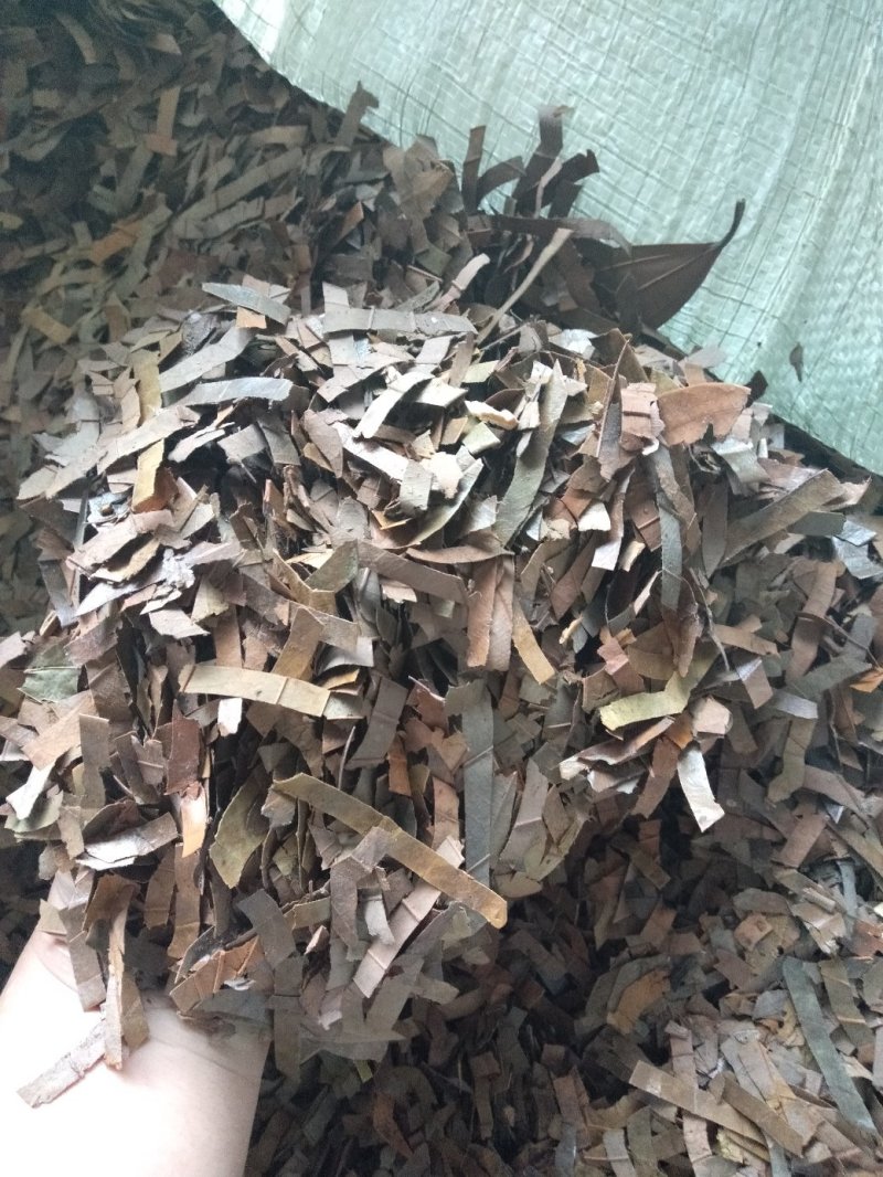 广西防城港桂叶子，桂叶子粉香料。加工