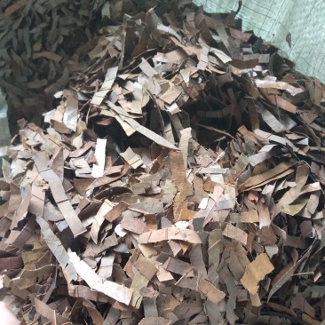 广西防城港桂叶子，桂叶子粉香料。加工