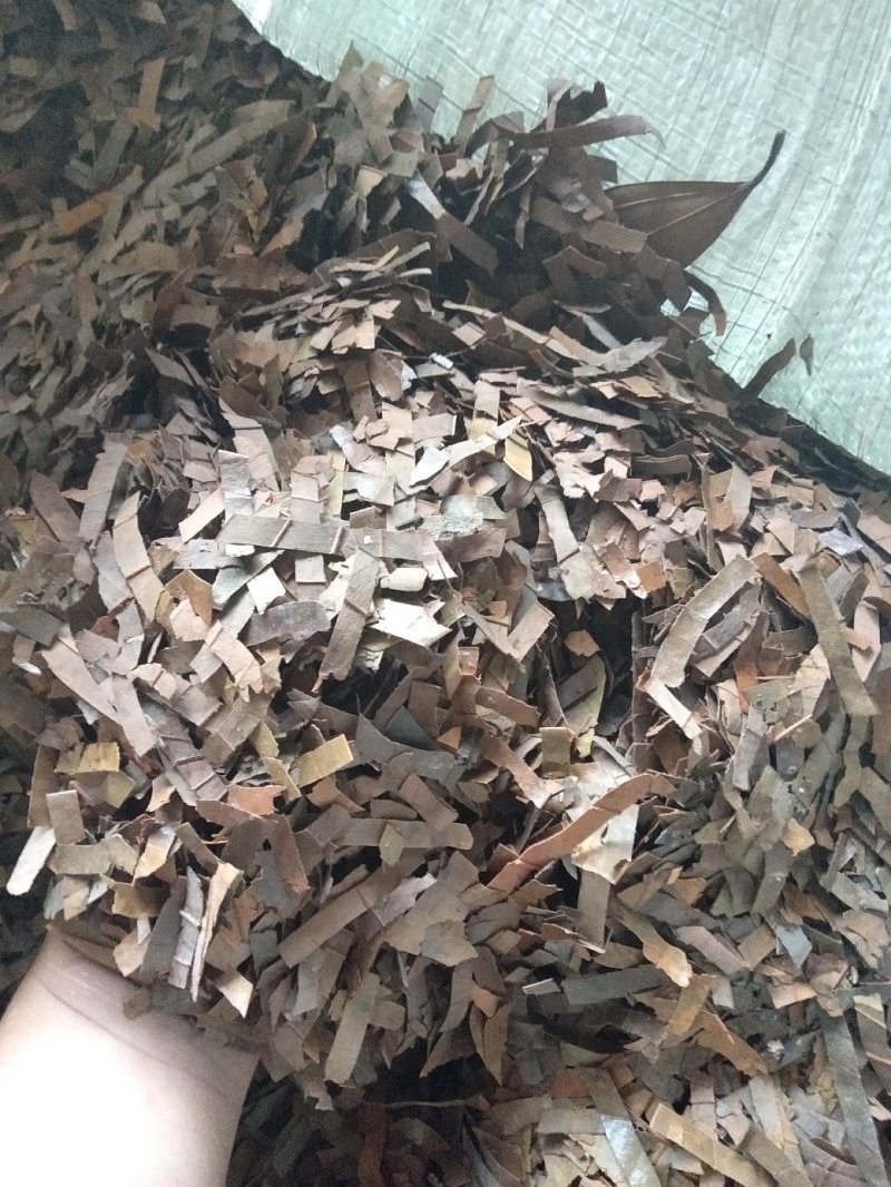 广西防城港桂叶子，桂叶子粉香料。加工
