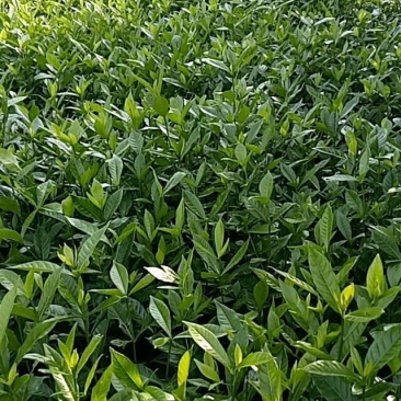 药用福建栀子