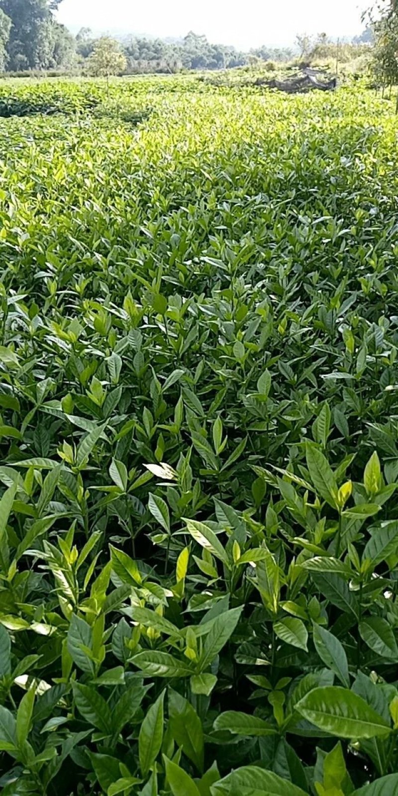 药用福建栀子