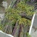 蕨菜鲜货蕨菜水烫蕨菜