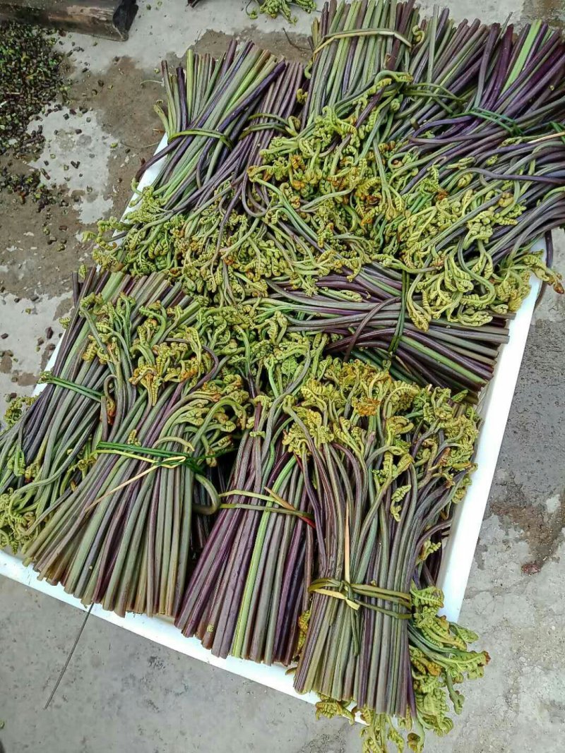 蕨菜鲜货蕨菜水烫蕨菜