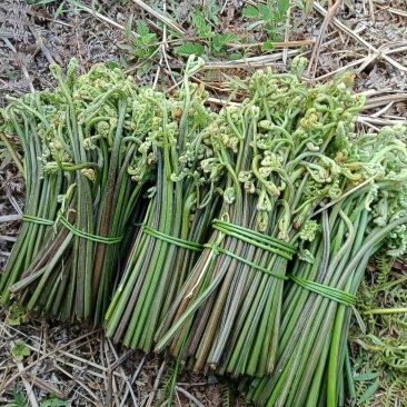 蕨菜鲜货蕨菜水烫蕨菜