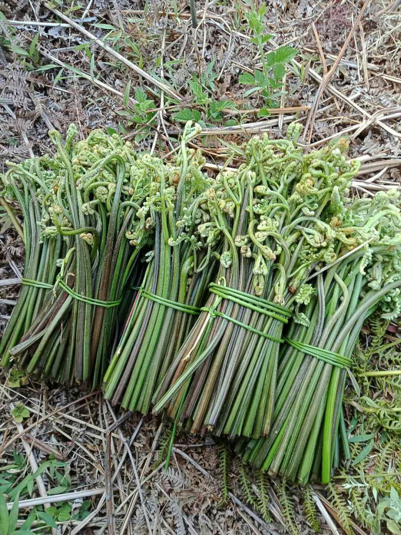 蕨菜鲜货蕨菜水烫蕨菜
