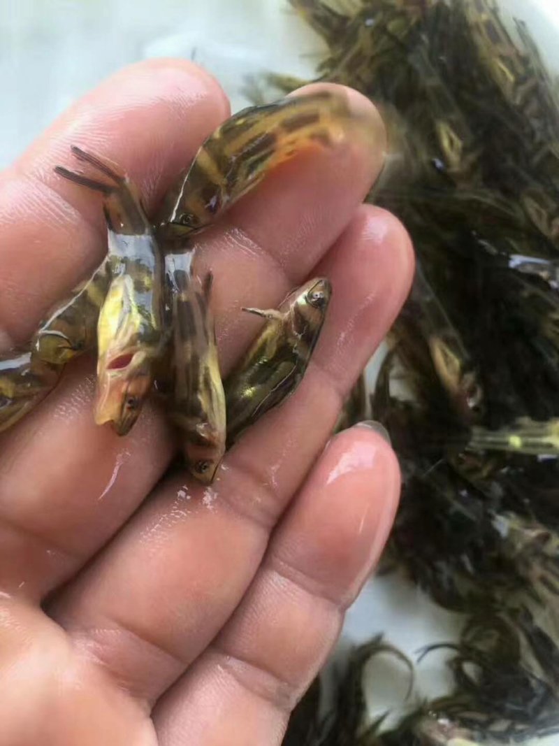 黄颡鱼苗黄骨鱼苗黄辣丁鱼苗