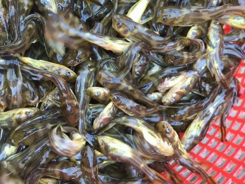 黄颡鱼苗黄骨鱼苗黄辣丁鱼苗