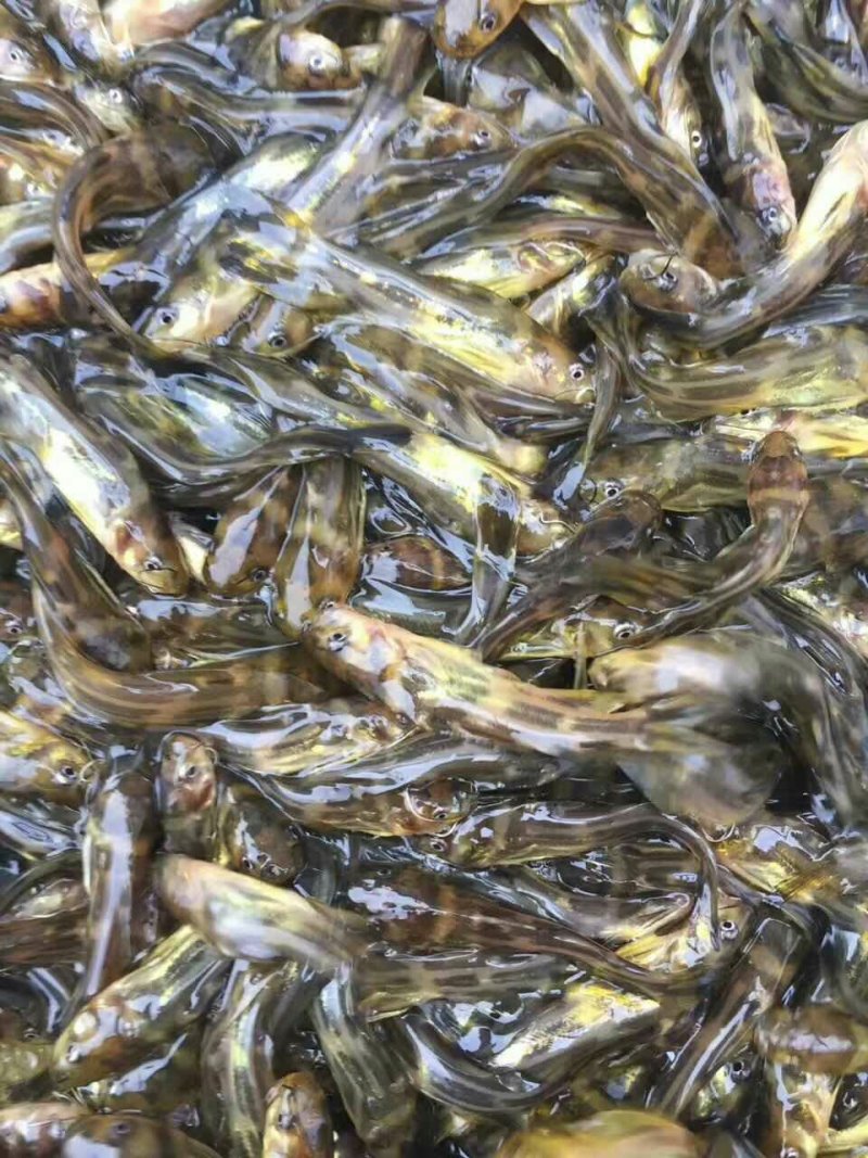 黄颡鱼苗黄骨鱼苗黄辣丁鱼苗