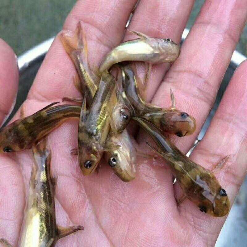 黄颡鱼苗黄骨鱼苗黄辣丁鱼苗