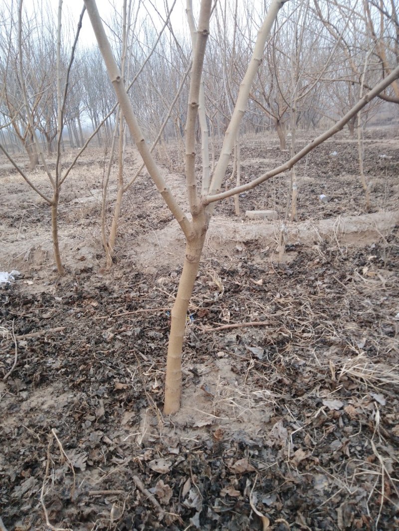 10万棵桑树苗桑椹树苗，基地直销。
