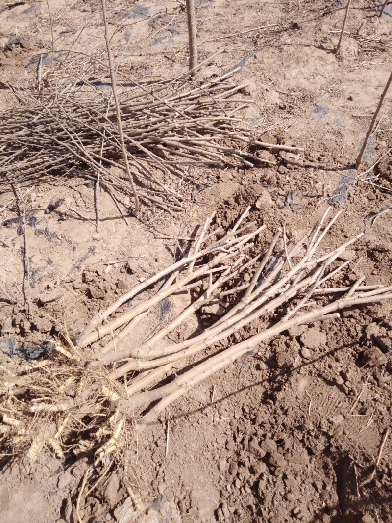 10万棵桑树苗桑椹树苗，基地直销。