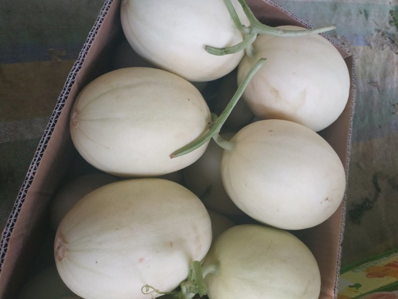 东方密翠梨系列甜？