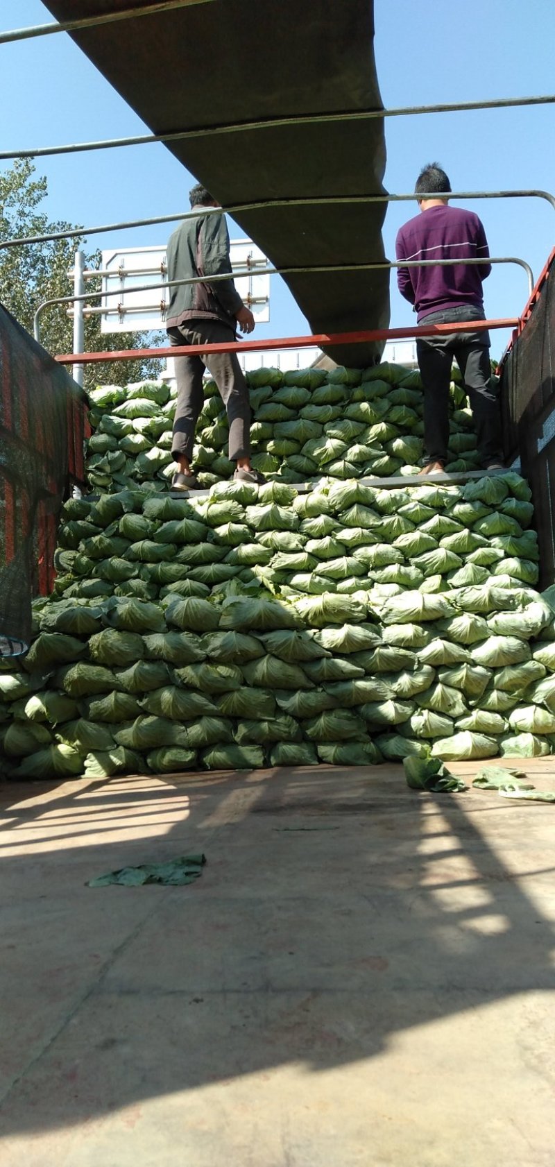 扁包菜现在大量上市市场加工厂都行