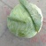 扁包菜现在大量上市市场加工厂都行