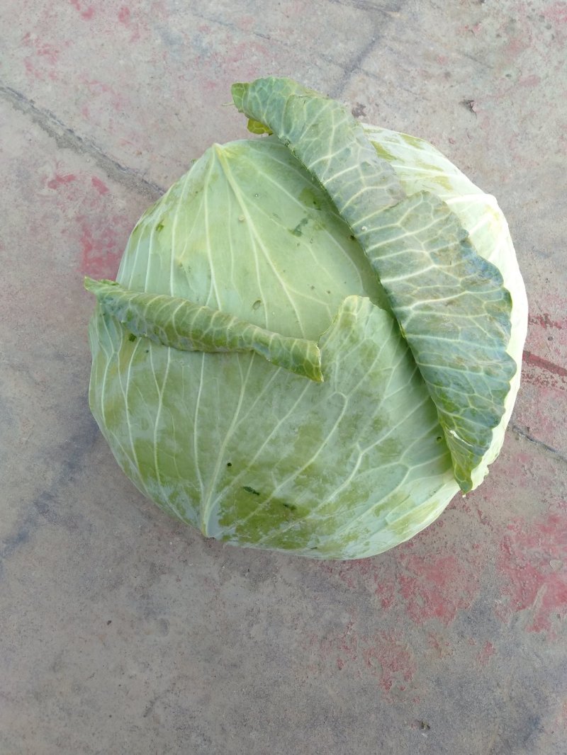 扁包菜现在大量上市市场加工厂都行