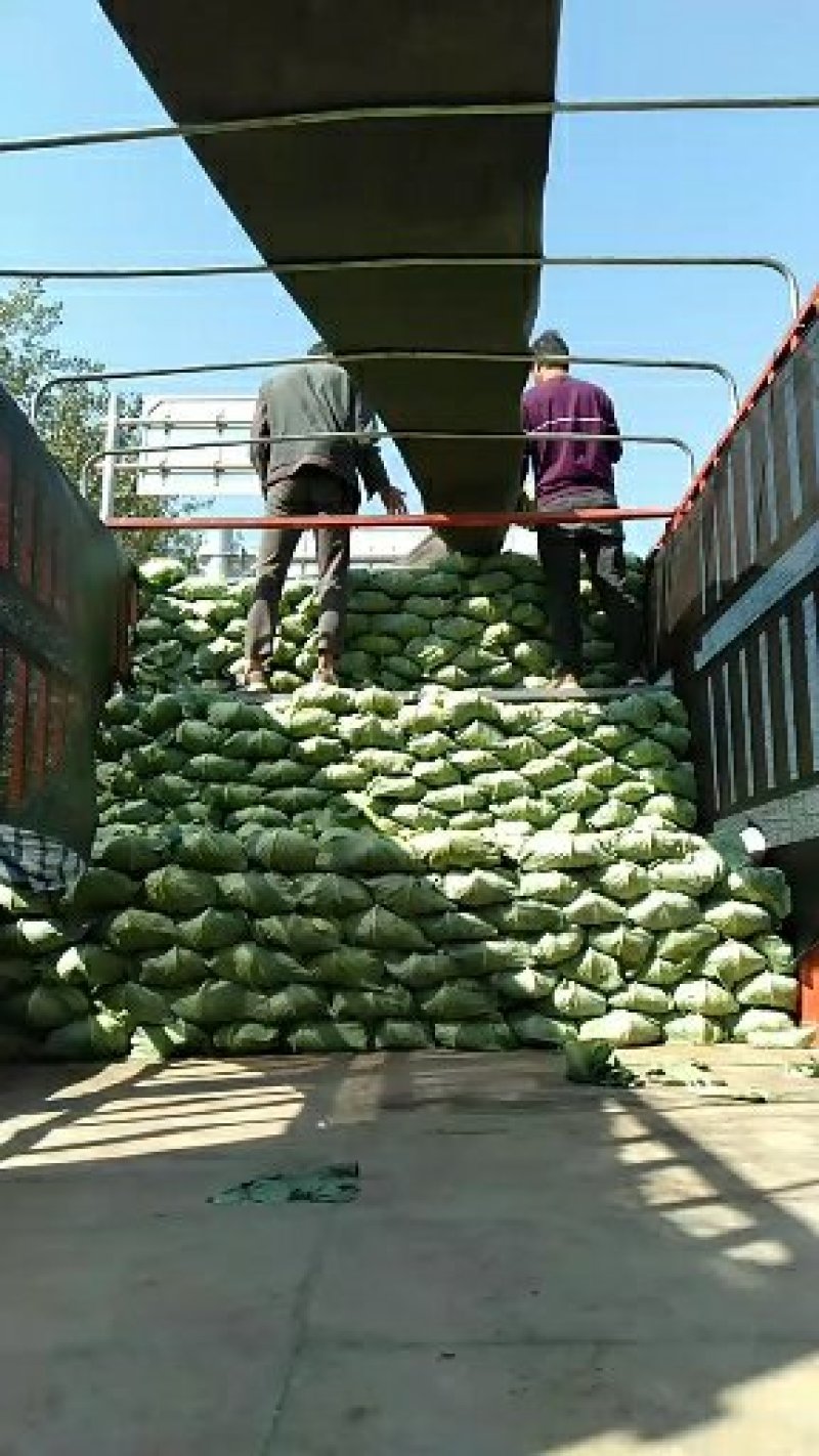 扁包菜现在大量上市市场加工厂都行