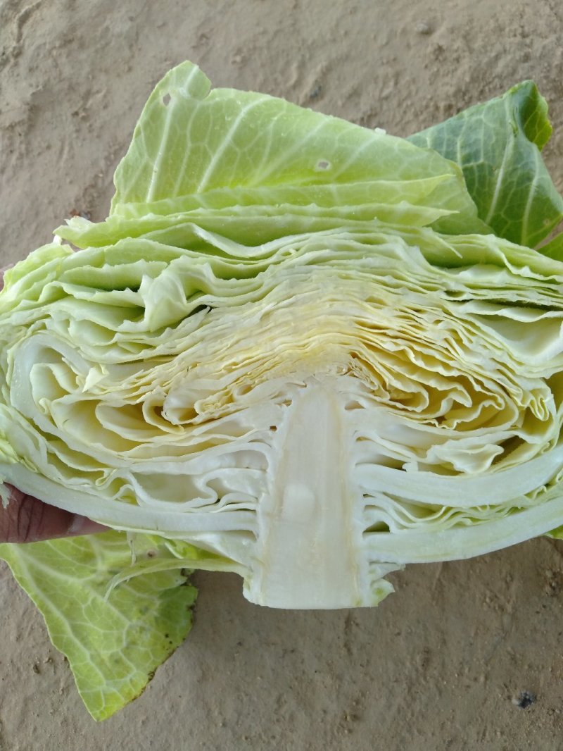 扁包菜现在大量上市市场加工厂都行