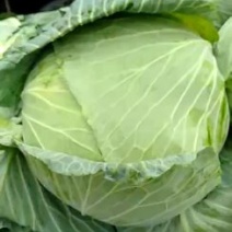 扁包菜现在大量上市市场加工厂都行