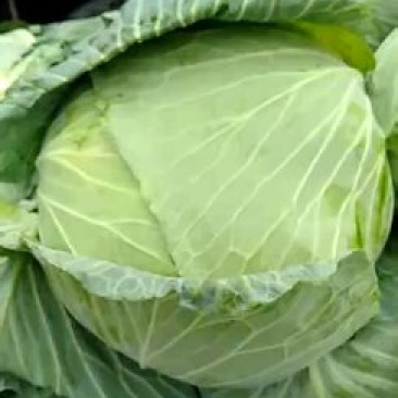扁包菜现在大量上市市场加工厂都行