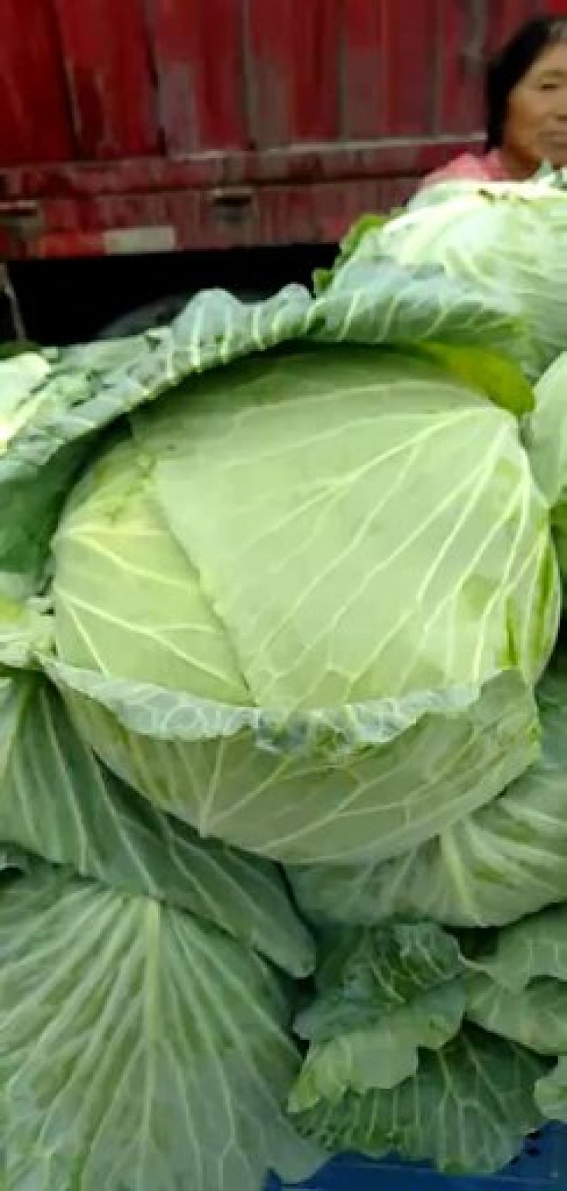扁包菜现在大量上市市场加工厂都行