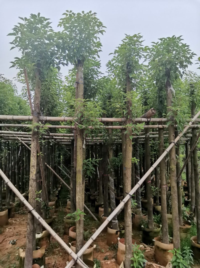 广东普宁精品香樟树，樟树，规格齐全，现挖现发，品质保证