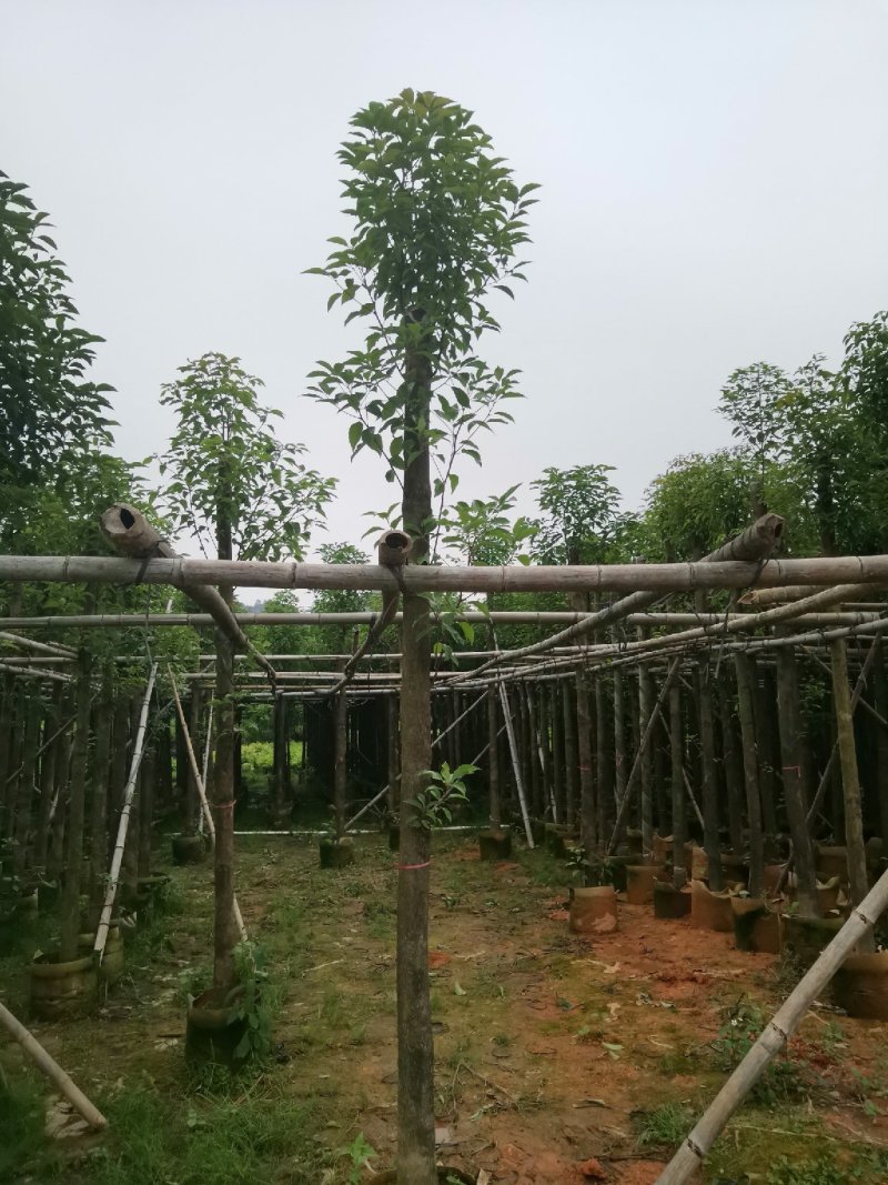广东普宁精品香樟树，樟树，规格齐全，现挖现发，品质保证