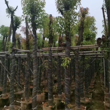 广东普宁精品香樟树，樟树，规格齐全，现挖现发，品质保证