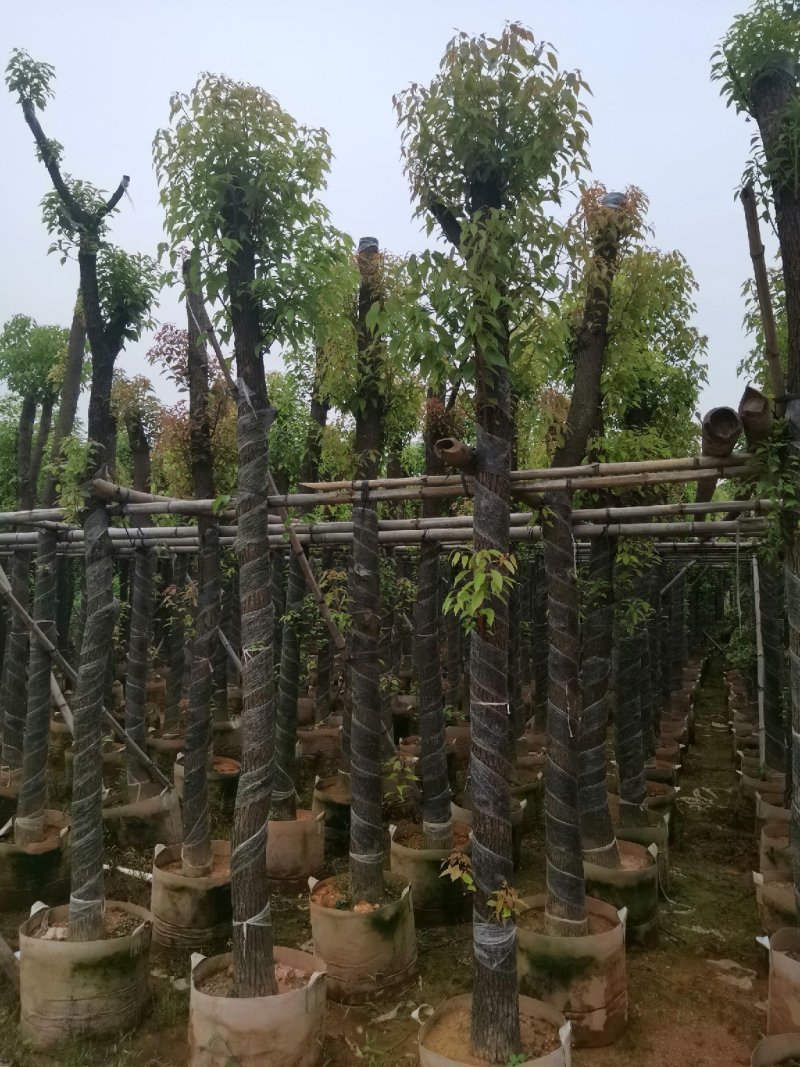 广东普宁精品香樟树，樟树，规格齐全，现挖现发，品质保证
