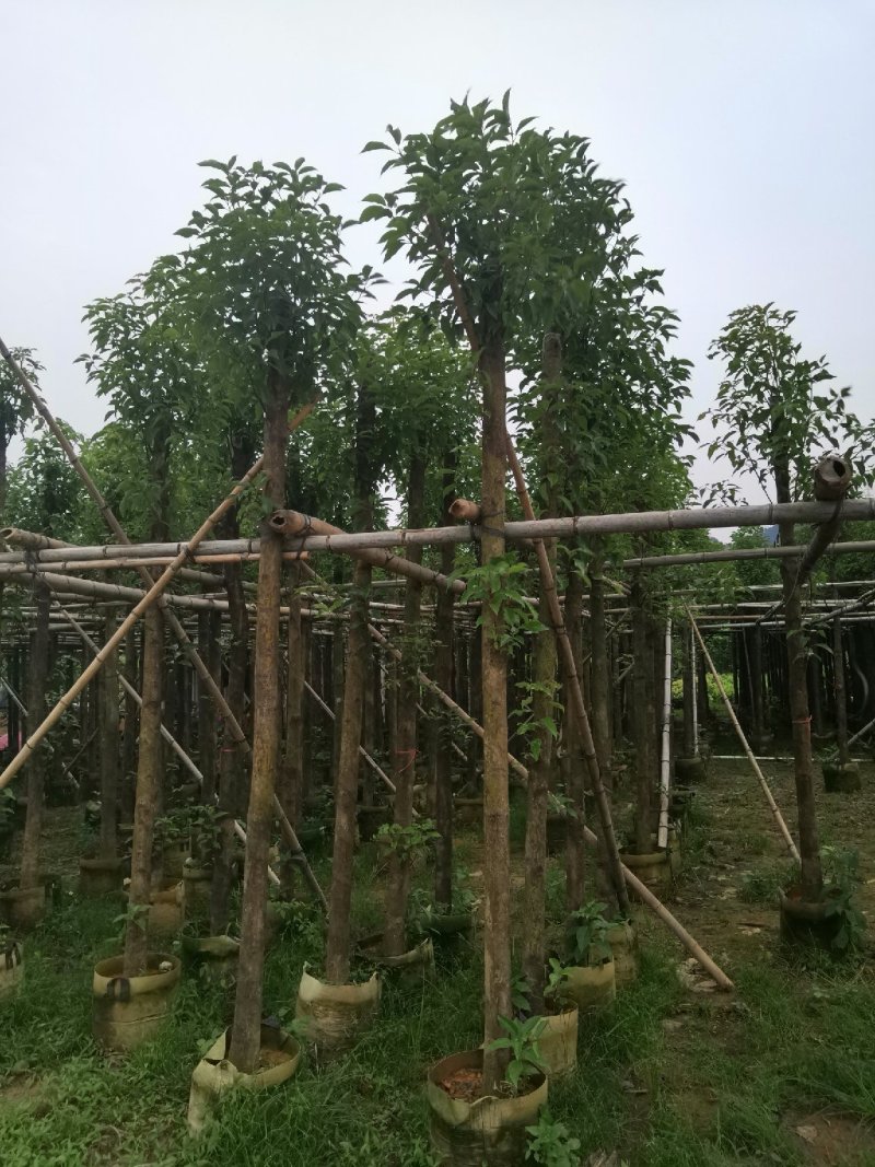 广东普宁精品香樟树，樟树，规格齐全，现挖现发，品质保证