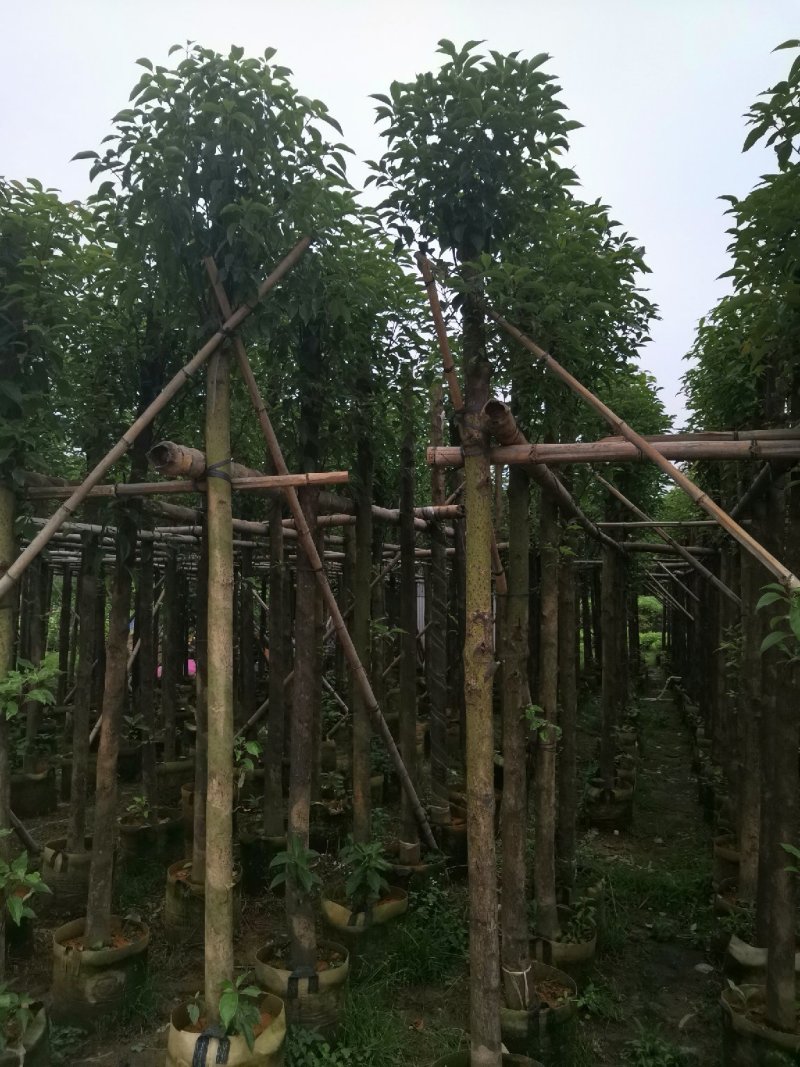 广东普宁精品香樟树，樟树，规格齐全，现挖现发，品质保证