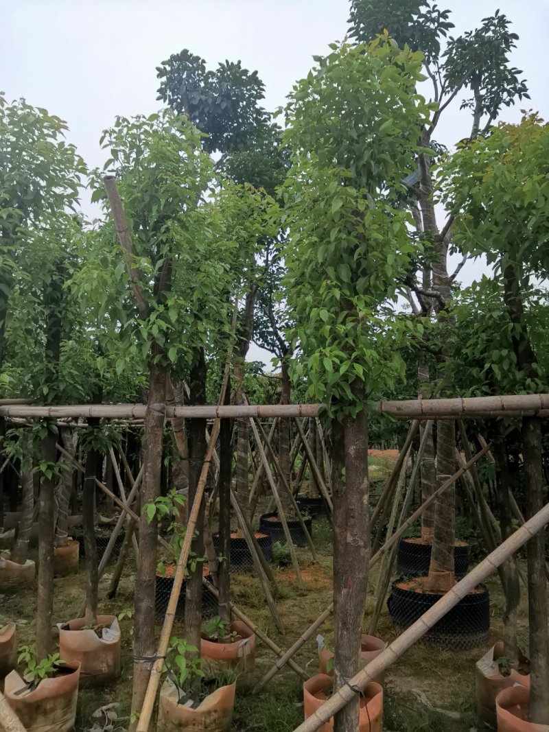 广东普宁精品香樟树，樟树，规格齐全，现挖现发，品质保证
