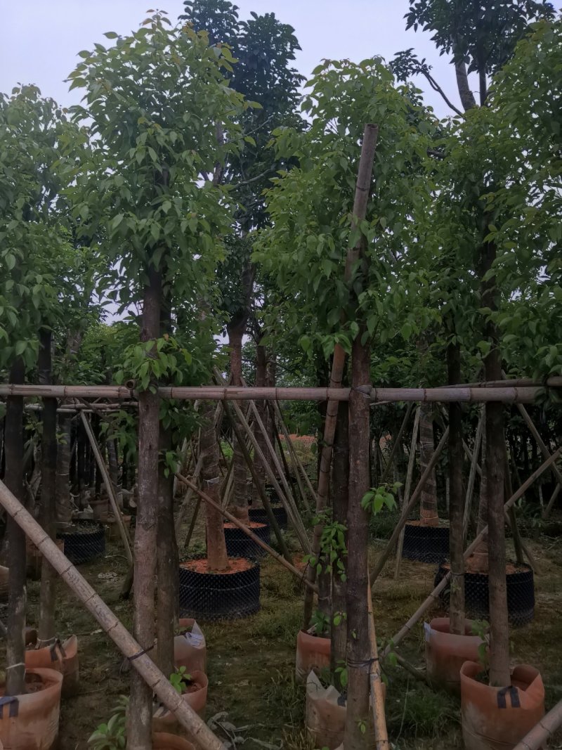 广东普宁精品香樟树，樟树，规格齐全，现挖现发，品质保证