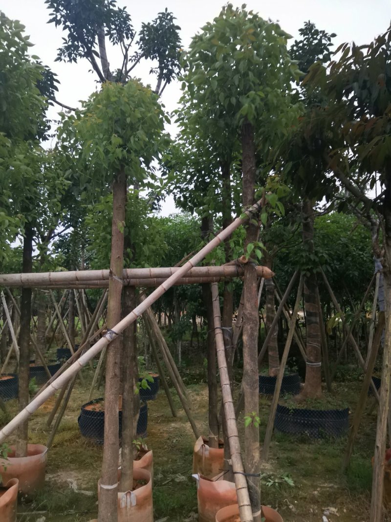 广东普宁精品香樟树，樟树，规格齐全，现挖现发，品质保证