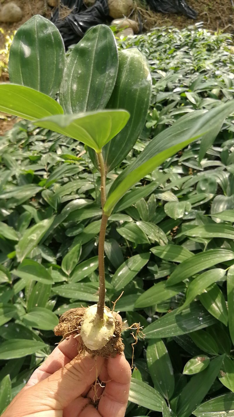 适合北方地区生长得，救穷草。不倒苗黄精种苗，高产品种。