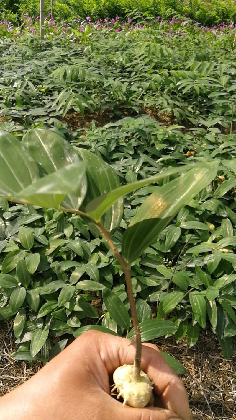 适合北方地区生长得，救穷草。不倒苗黄精种苗，高产品种。