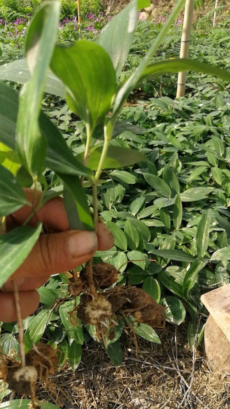 适合北方地区生长得，救穷草。不倒苗黄精种苗，高产品种。