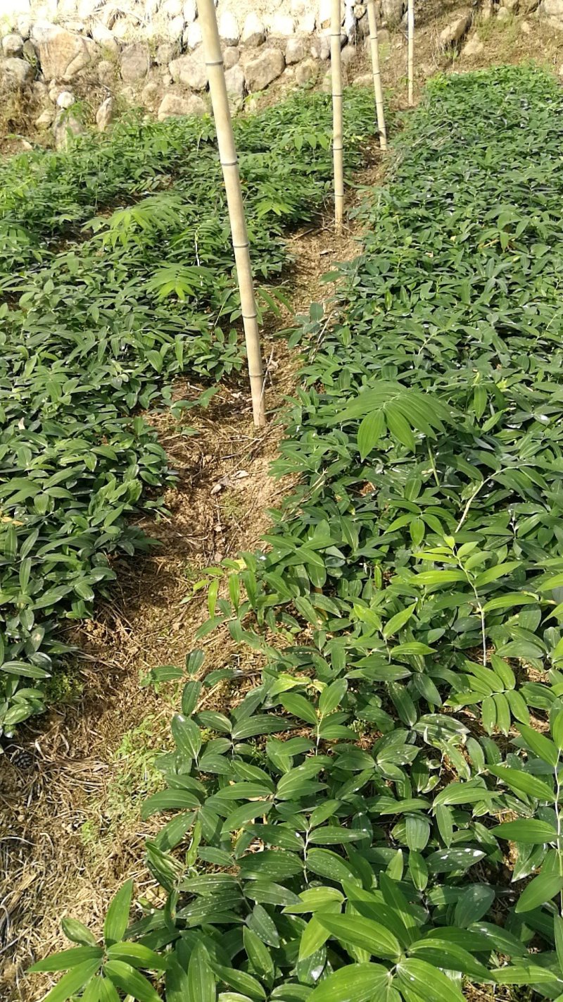 适合北方地区生长得，救穷草。不倒苗黄精种苗，高产品种。