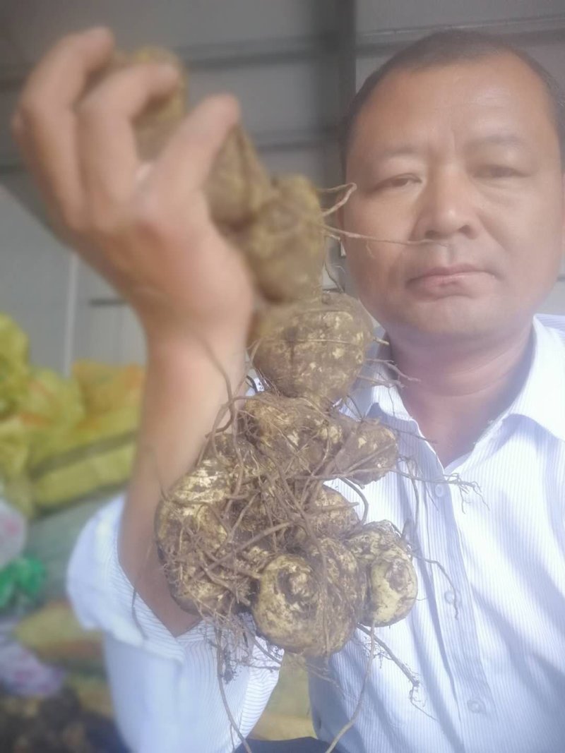 适合北方地区生长得，救穷草。不倒苗黄精种苗，高产品种。