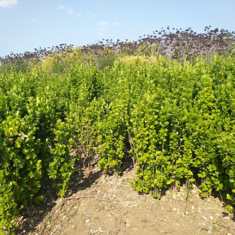 绿化苗木多分枝丛生北海道黄杨1.8米大叶黄杨价格