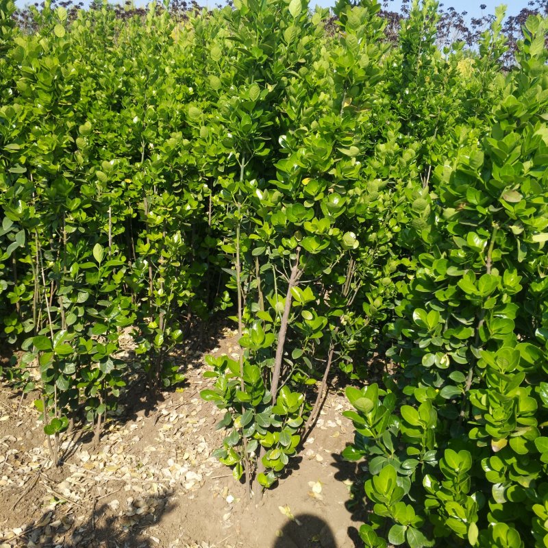 绿化苗木多分枝丛生北海道黄杨1.8米大叶黄杨价格