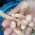 盐渍蘑菇，盐渍茶树菇，盐渍鸡腿菇，盐渍杏鲍菇，盐渍草菇，