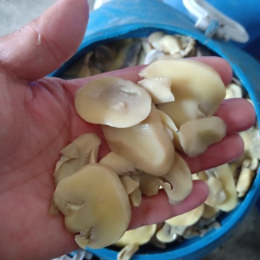 盐渍蘑菇，盐渍茶树菇，盐渍鸡腿菇，盐渍杏鲍菇，盐渍草菇，
