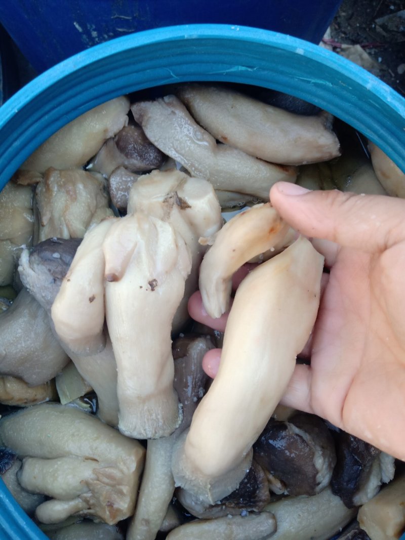 盐渍蘑菇，盐渍茶树菇，盐渍鸡腿菇，盐渍杏鲍菇，盐渍草菇，