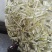 福鼎白茶2019年新茶白毫银针饼300克/饼包邮