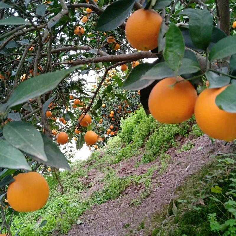 宜昌纽荷尔脐橙，果园现摘现发，欢迎电商，市场质量保证