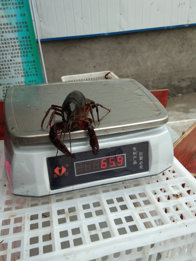 大茂水产优质龙虾