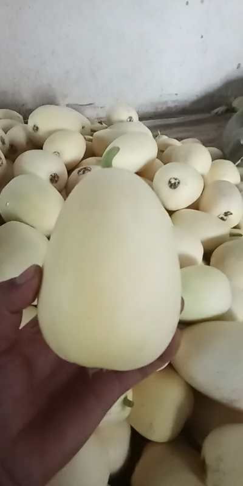 星甜甜宝白瓜量大