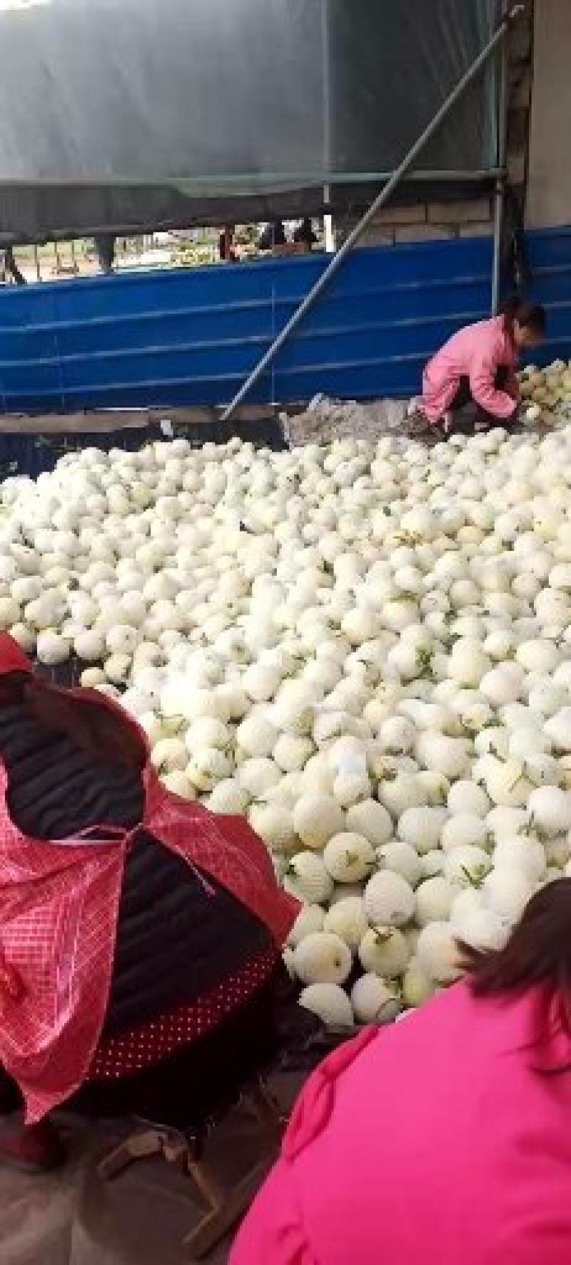星甜甜宝白瓜量大