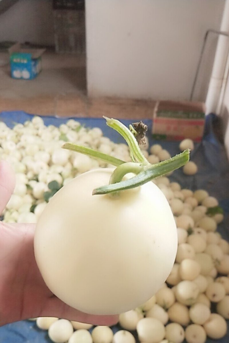 星甜甜宝白瓜量大